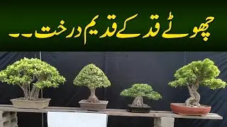 how to make bonsai Tree | Incredible Art | Bonsai Tree Growing | Process of making a bonsai Tree