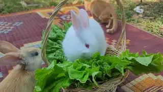 Simple Joys of Pet Life | Feeding Time, Playtime with Cats, Dogs and Rabbits | Paw & Hoof Life