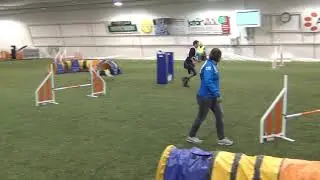 Vekara Agility , Schapendoes , Heta