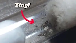My TINY New Ants!
