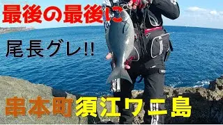 残り1時間で良型尾長グレとの死闘!!寒グレ終盤の串本須江の沖磯ワニ島にて!!