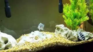 My First Fish Room Tour