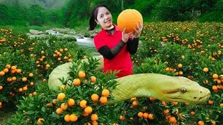 Harvesting 1000+Kg Giant Orange Goes To Market Sell | Hue Bushcraft
