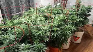 6 weeks of veg may 2019