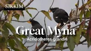 Great Myna (Acridotheres grandis) #birdsofsikkim #birds #greatmyna #rarebirds