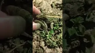 #froglover #animals #shortsvideo
