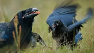Krkavec velk&yacute; ~ Rodina u masit&eacute; sn&iacute;daně