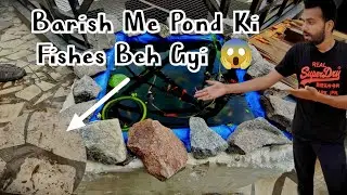 Barish Me Guppy Pond Ki Fishes Beh Gai 😱 I Guppy Fish I Fish Pond I गप्पी फिश #fish #viralvideo