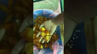 Ryukin gold fish Chennai stock 8157950851 #music #song #love #tamil #tamilsong #chennai #fish