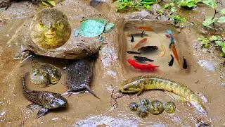 Cari Kura-kura lucu, ikan cupang warna-warni, Cari ikan-ikan kecil, ikan warna warni, ikan lele, koi