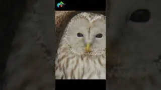 Spot WILD ANIMALS in Hokkaido!🦅🦌
