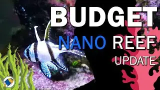 Adding Fish to Budget Nano Reef Tank | Reef Tank Fish For Beginners - MR BRIGHTFRYED