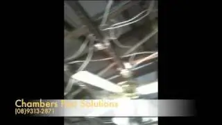Pest Control Perth by Chambers Pest Solutions
