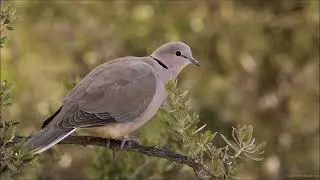 3 different Ring-necked Dove (Cape Turtle Dove) variation of calls