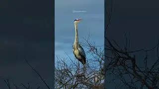 Grey Heron sitting on tree #grey #heron #tree #nature #bird #wildlife #beauty #forest #sit HA97835