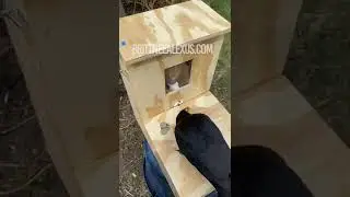 crow using the crow training box