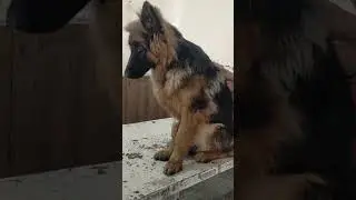 GSD recovered From CPV 🥰#short#trending #youtubeshorts #pets