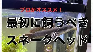 プロショップ店員がオススメする！最初に飼うべきスネークヘッド