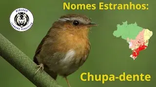 Nomes Estranhos: Chupa-dente (Conopophaga lineata). #educacaoambiental