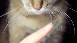 The Adorable World of Tabby Cats! #TabbyCats #CatLovers #FelineFriends