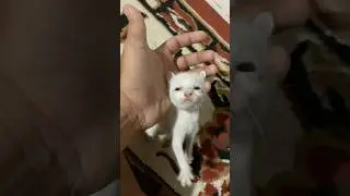This kitten is cute because it moves its hands quickly #shorts #cat #viral