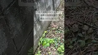 「庭木植栽伐採センター」植栽伐採現地確認。電話:050-5538-0471。 #庭木植栽伐採センター #植栽伐採 #植栽剪定 #外構工事 #庭作業