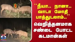 Kerala | Sambardeer | ``நீயா.. நானா.. வாடா மோதி பாத்துடலாம்..’’ -  வெறித்தனமாக சண்டை போட்ட கடமான்கள்