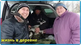 КУПИЛИ ДВЕ КОЗЫ И ОТХОДИЛИ ТЕЛЁНКА, ЖИЗНЬ В ДЕРЕВНЕ