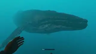 Stranded Deep WHALE
