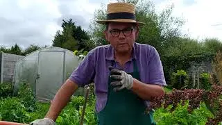semis d'automne : épinard en ligne pour manger cru ou cuit ou alors en engrais vert d'automne