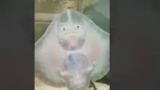 Little stingray//Varajyothi