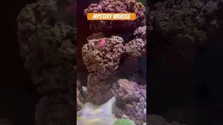 What&rsquo;s your favorite wrasse? #coralreef #fish #aquarium #fishaquarium #coralreefaquarium #wrasse