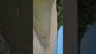 Wheatley Provincial Park. Spawning of Carp.