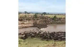 wild animal crossing river #rain #season #flood #weather #mansoon