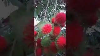Rambutan is a medium-sized tropical tree in the family Sapindaceae.