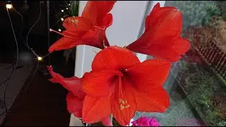 73. Amaryllis. Etter blomstring.