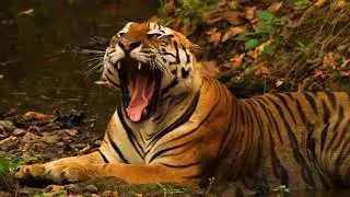Kanha Jungle Lodge Introduction