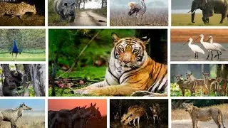 Birds Animals Dogs Video Collection | Funny Animals | Advanced Jiwan