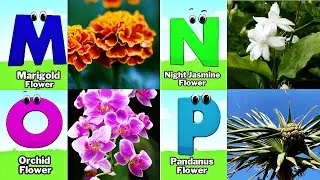 ABC Flowers song,Alphabet Song for Kids,Fun Learning Video,Koko Study Class 2026