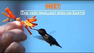 Meet the world's smallest bird | Cuba's 