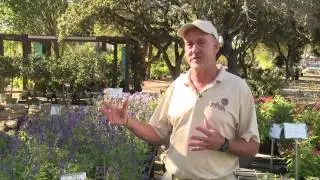Perennials & Annuals for Fall and Winter