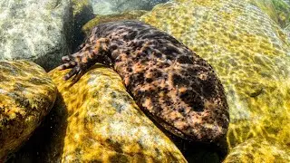 Japanese Giant Salamander The 5 Foot Living Fossil.