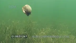 Swimming Bay Scallops Homosassa Florida