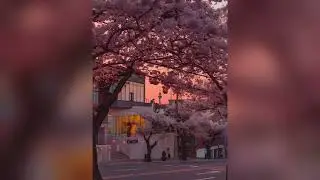 ASIAN TYPE BEAT 