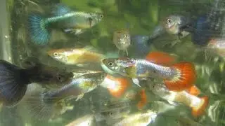 Many Colorful Guppies in this Second Generation of Cross Breeding