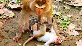 Oh Godness! Ashley angry until fight Brutus JR convulsive, Look so pity on baby 9