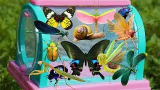 Amazing Wild Insects Catching: Raspy Cricket, Butterflies, Mantis, Dragonfly, Beetles & More