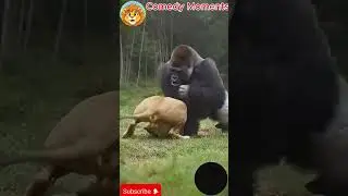 Animals Being Like A Human #animallife #animals #funny#shorts #wildlife