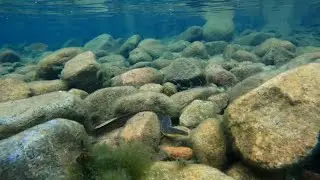 Speckled Longfin Eel (Anguilla reinhardtii) 8-4-2022