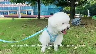 Trending Mesh Pet Harness&Leash Set! Factory Direct Big Savings#dogleash #dogharness#bestpetsupplies